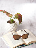 Brown Lens Brown Butterfly Sunglasses